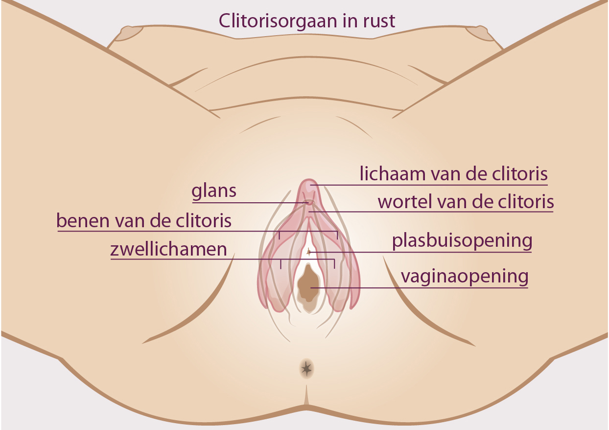 Afbeeldingsresultaat voor clitoris