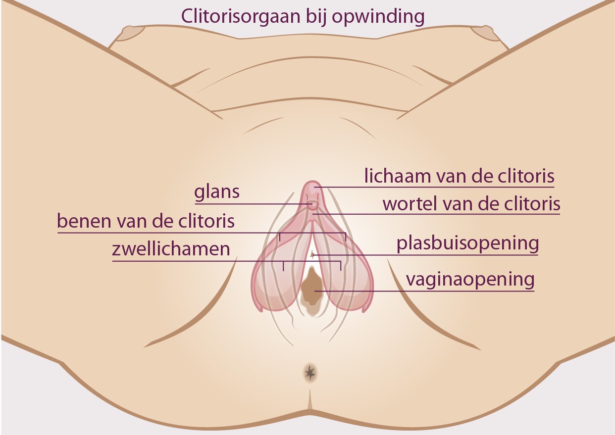 clitoris bij opwinding