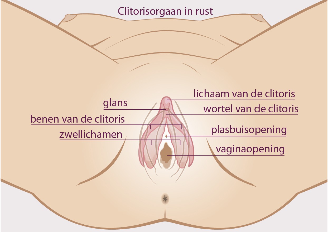 clitoris clitoris