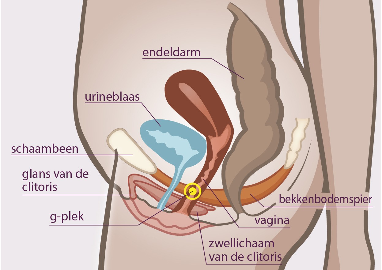 gspot gspot