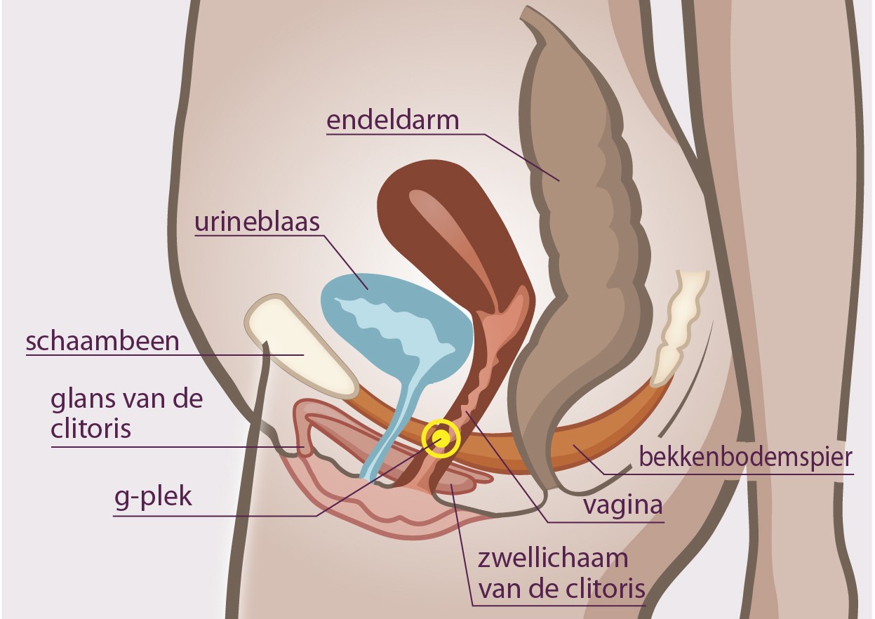 Donde está el clítoris