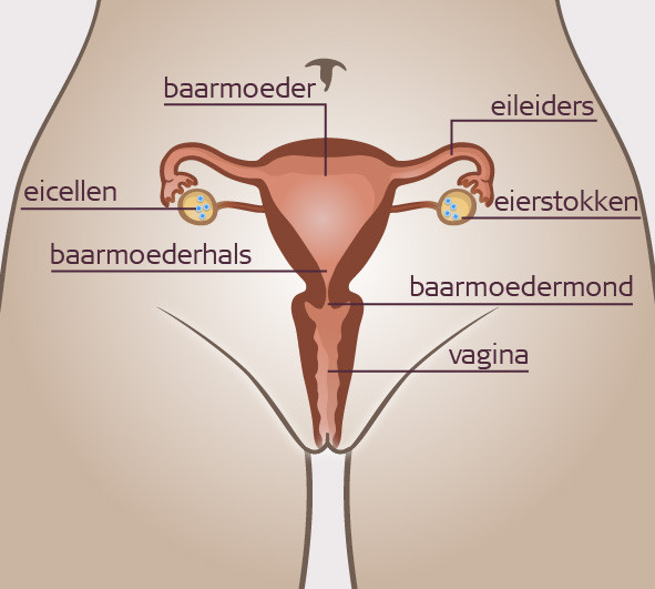 Inwendige geslachtsdelen vrouw