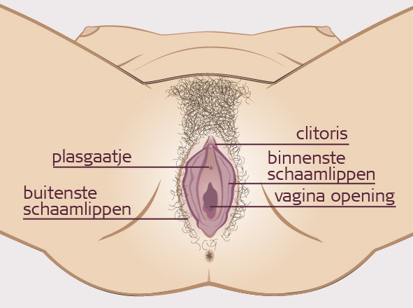 Uitwendige geslachtsdelen vrouw