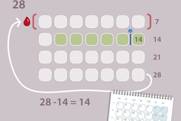 eisprong cyclus 28 dagen