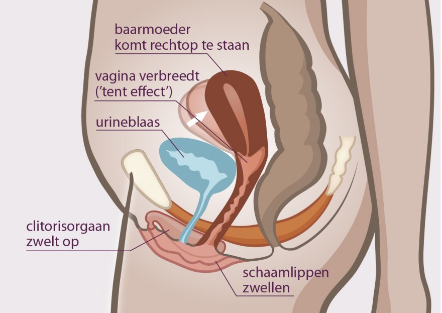 baarmoeder bij opwinding baarmoeder bij opwinding