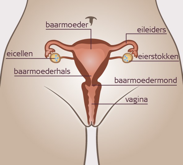 Wat Is De Baarmoeder? | Allesoverseks.Be - Van Sensoa