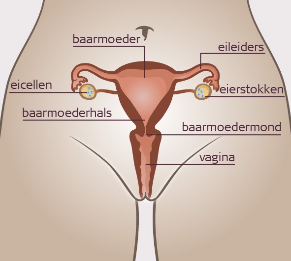 baarmoeder baarmoeder