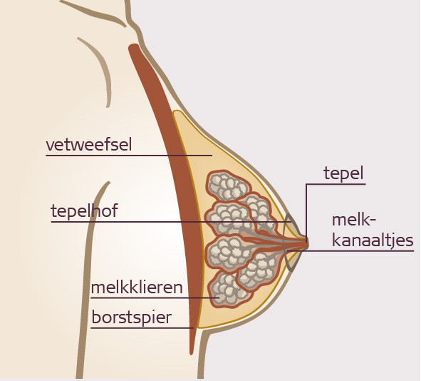 borst doorsnede borst doorsnede