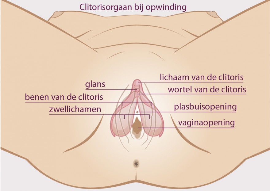 clitoris bij opwinding