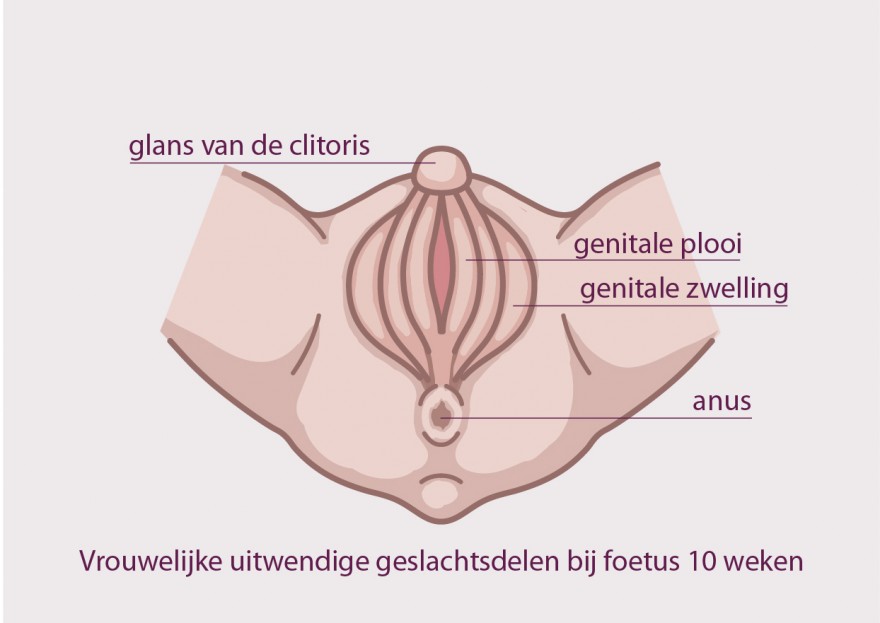 clitoris bij foetus