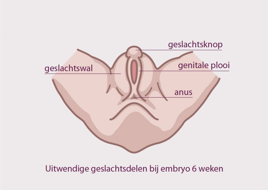 geslachtsorganen bij embryo