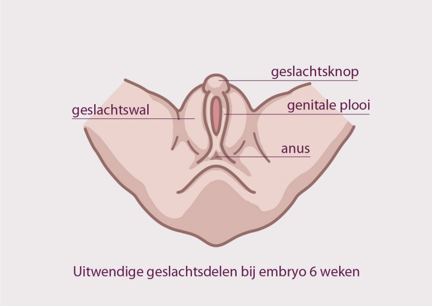 geslachtsorganen bij embryo geslachtsorganen bij embryo
