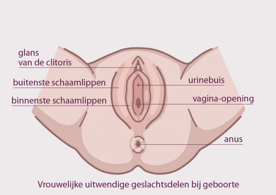 clitoris en vulva bij geboorte
