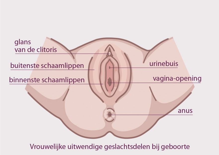 clitoris en vulva bij geboorte clitoris en vulva bij geboorte