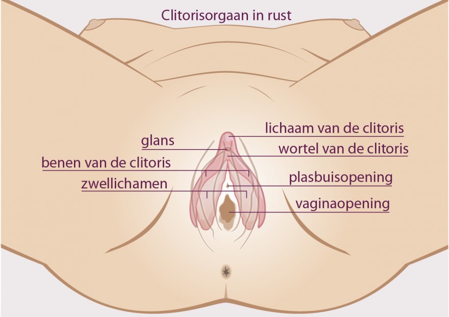 clitoris clitoris