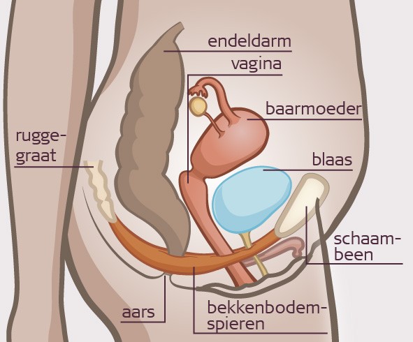 diepte vagina