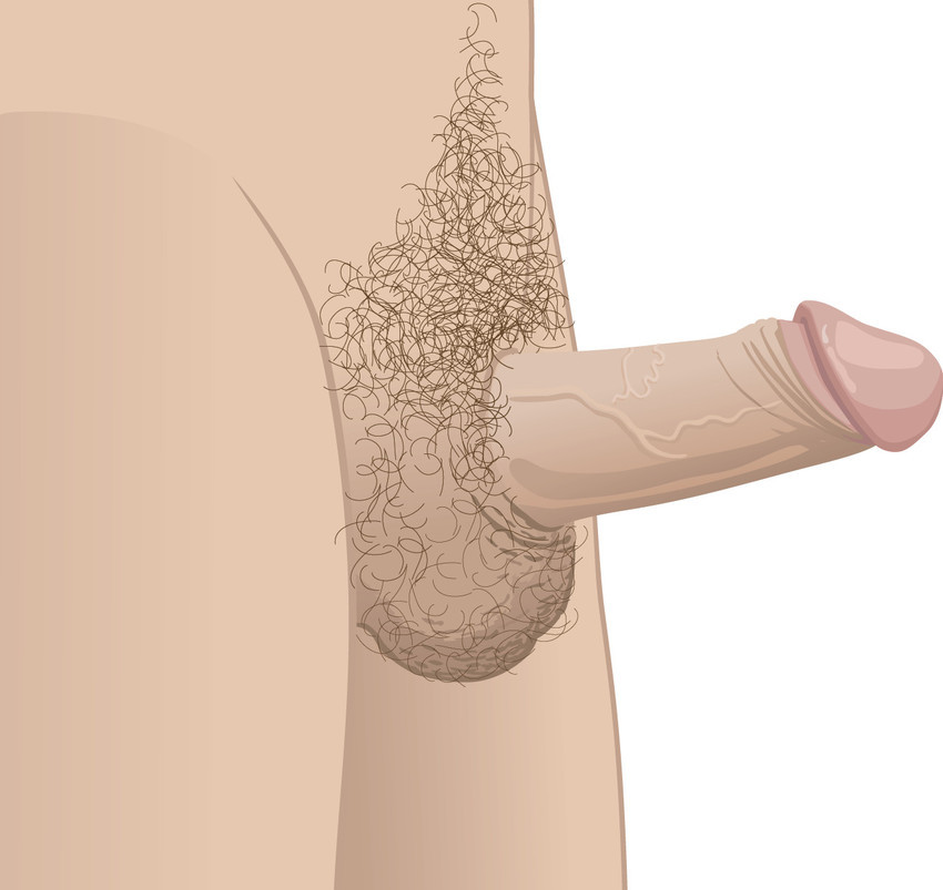 erectie kleine penis erectie kleine penis