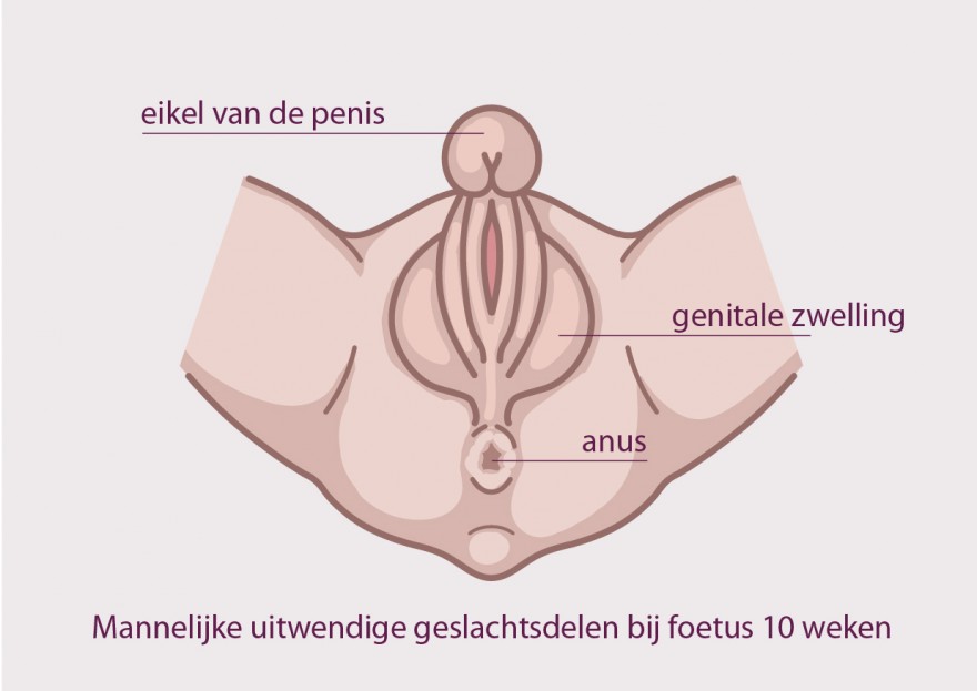 penis bij foetus