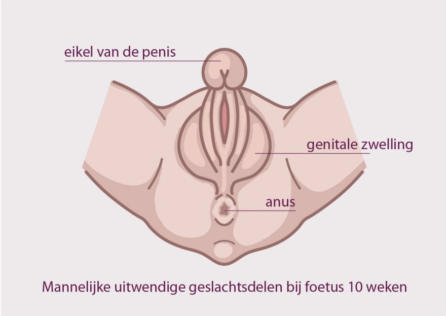 penis bij foetus penis bij foetus
