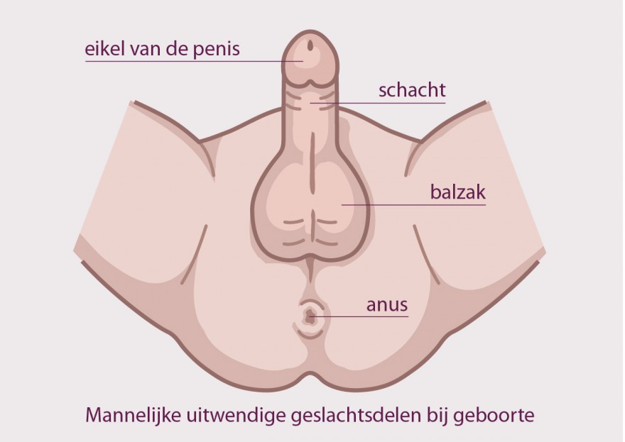 penis bij geboorte