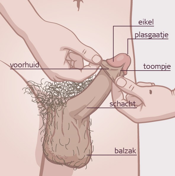 gevoelige plekken penis gevoelige plekken penis