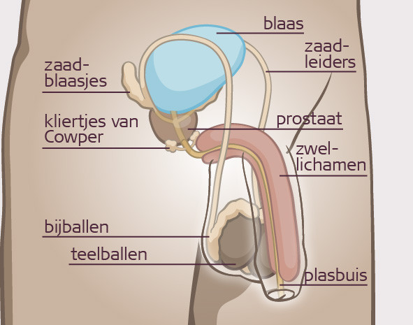 urinebuis man plasbuis man