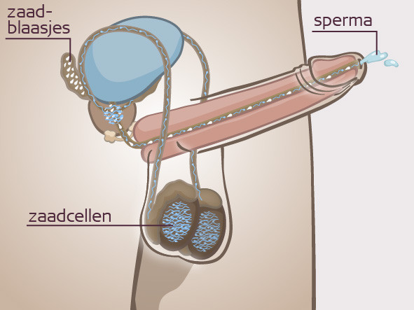 Ejaculerende penis