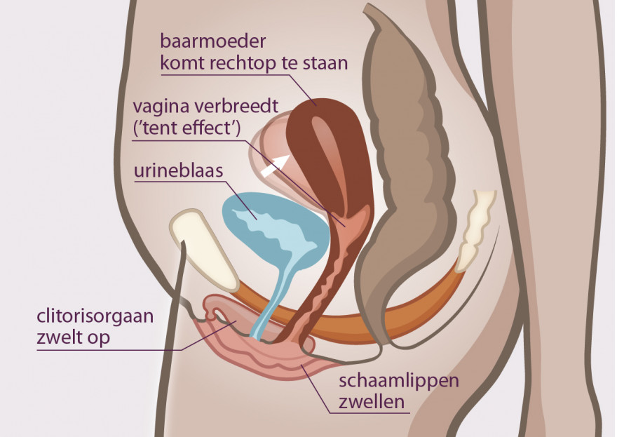 doorsnede van de vrouwelijke geslachtsdelen bij opwinding