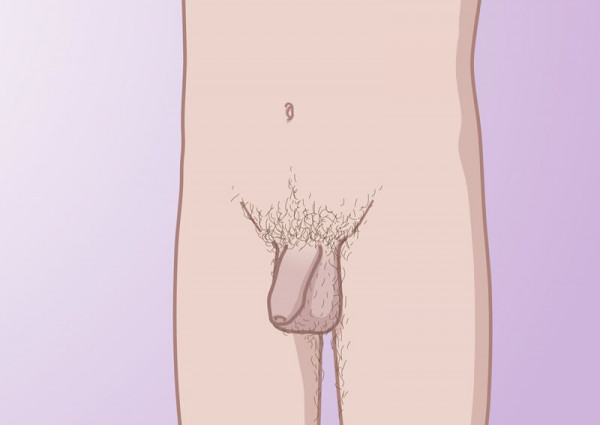 ontwikkeling van de penis in late puberteit ontwikkeling van de penis in late puberteit